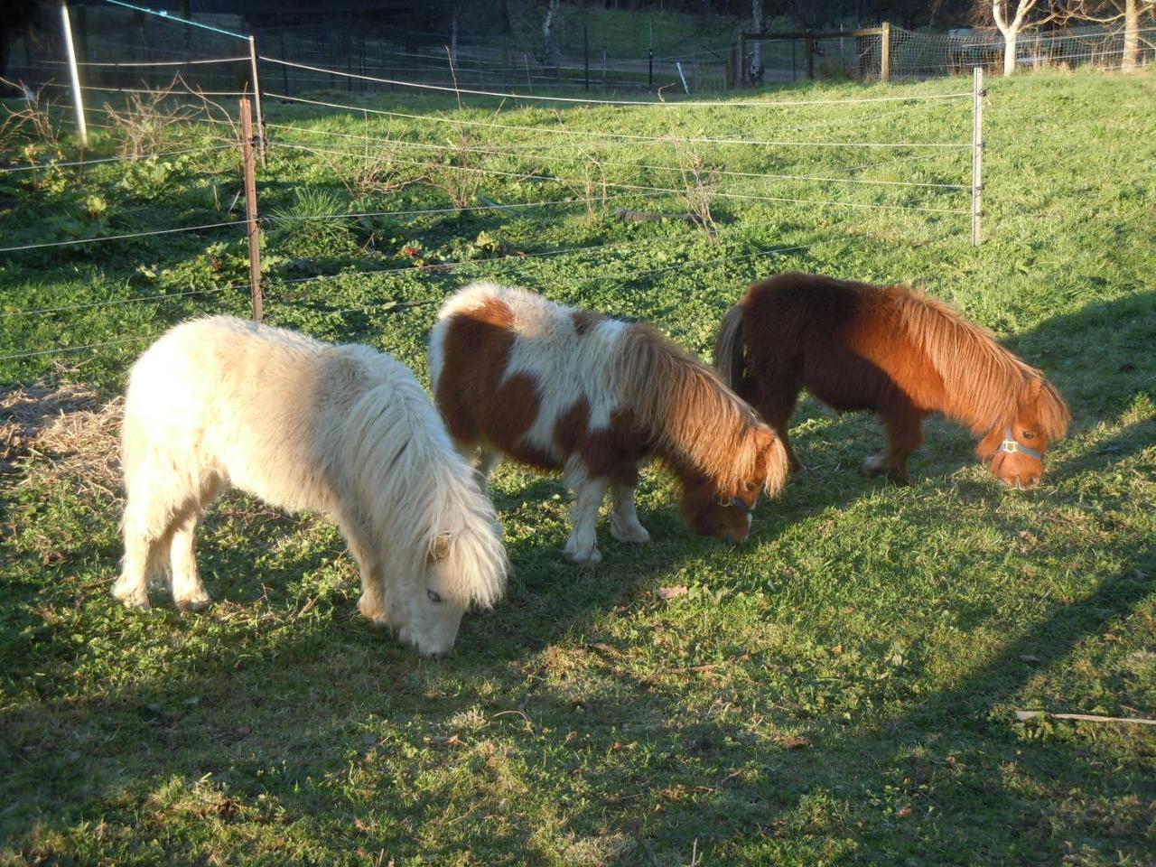 Whispering Spirit Holiday Cottages & Mini Ponies Franklin Exterior foto