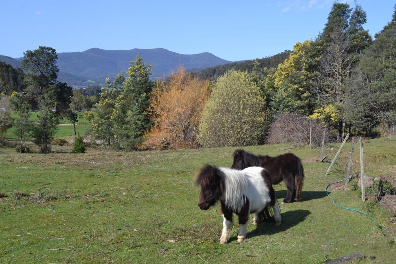 Whispering Spirit Holiday Cottages & Mini Ponies Franklin Exterior foto